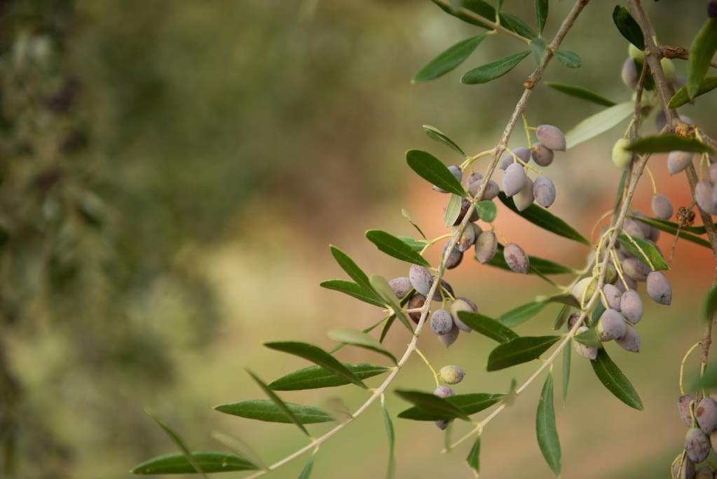 Όμορφο Παραθασυγκρότημα Ενοικιαζόμενων Καταλυμάτων Ως Ολόκληρος Χώρος - Chrani, Ελλάδαλάσσιο Διαμέρισμα 외부 사진